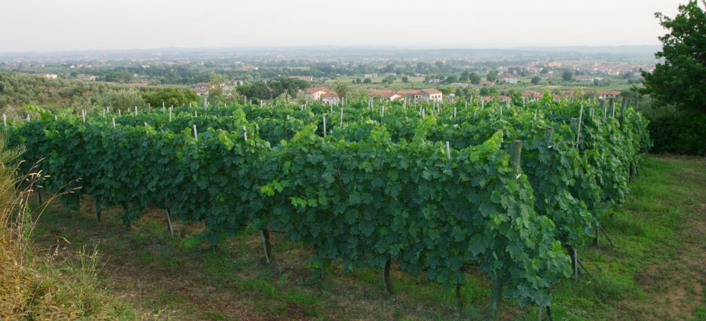 Agriturismo Collina Toscana Resort - Esterno