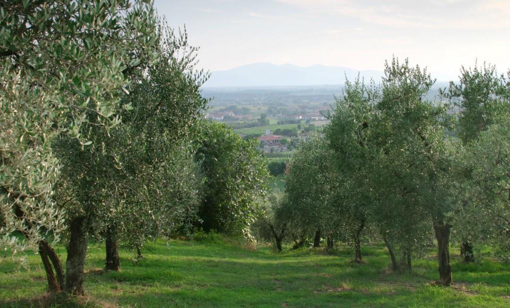 Agriturismo Collina Toscana Resort - Esterno